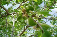 almendro