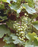 parra uva