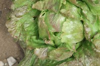 lechuga maravilla verano