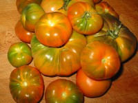 tomate marmande RAF (resistente a Fusarium) hibrido