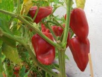 pimiento piquillo