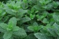 menta hierbabuena