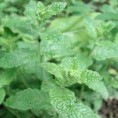 menta fresa