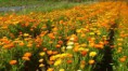 calendula