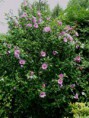 rosa de siria , altea