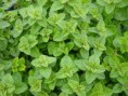 Aromatica: oregano